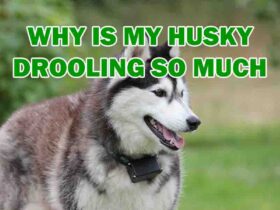 why is my husky drooling so much