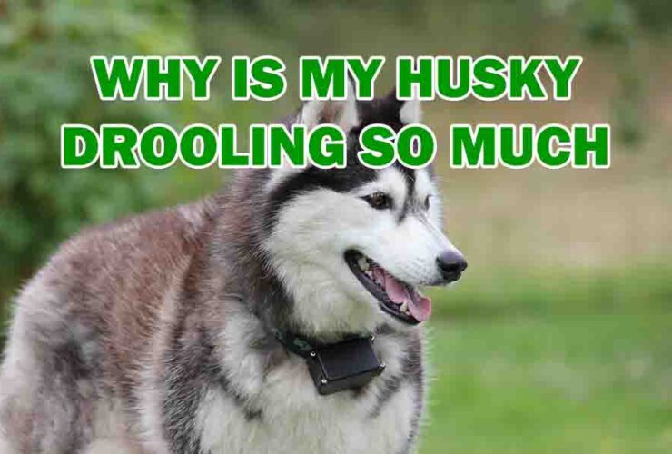 why is my husky drooling so much