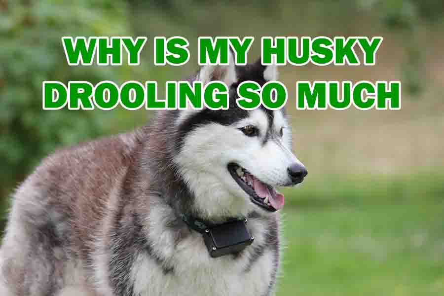 why is my husky drooling so much