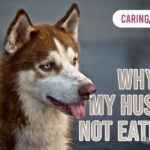 Why Is My Husky Not Eating