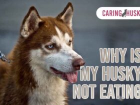 Why Is My Husky Not Eating