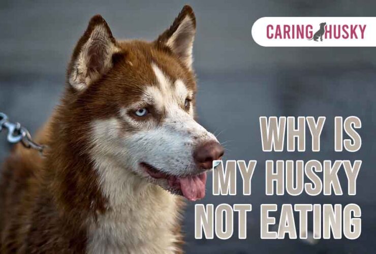 Why Is My Husky Not Eating