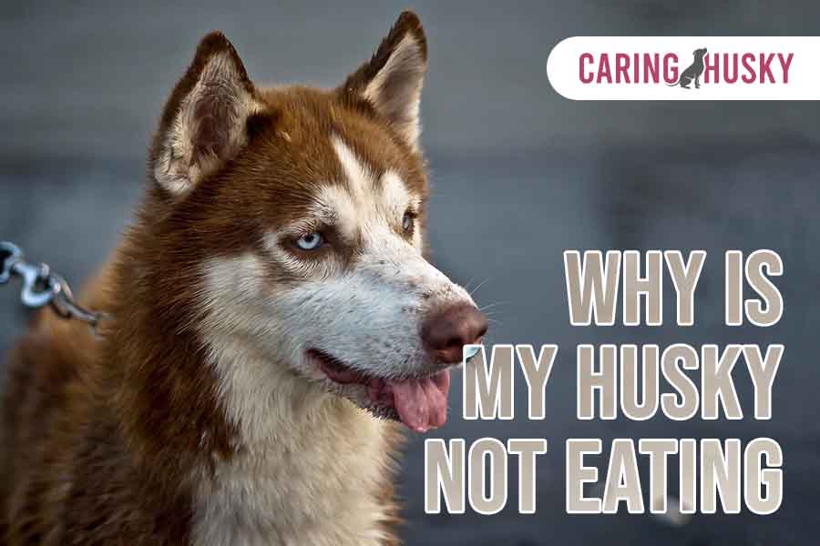 Why Is My Husky Not Eating