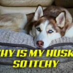 why is my husky so itchy