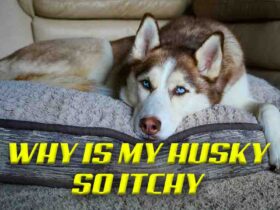 why is my husky so itchy