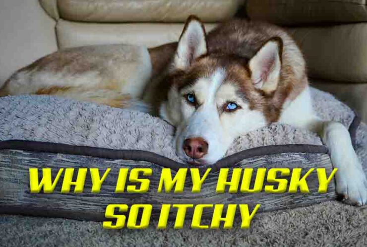 why is my husky so itchy