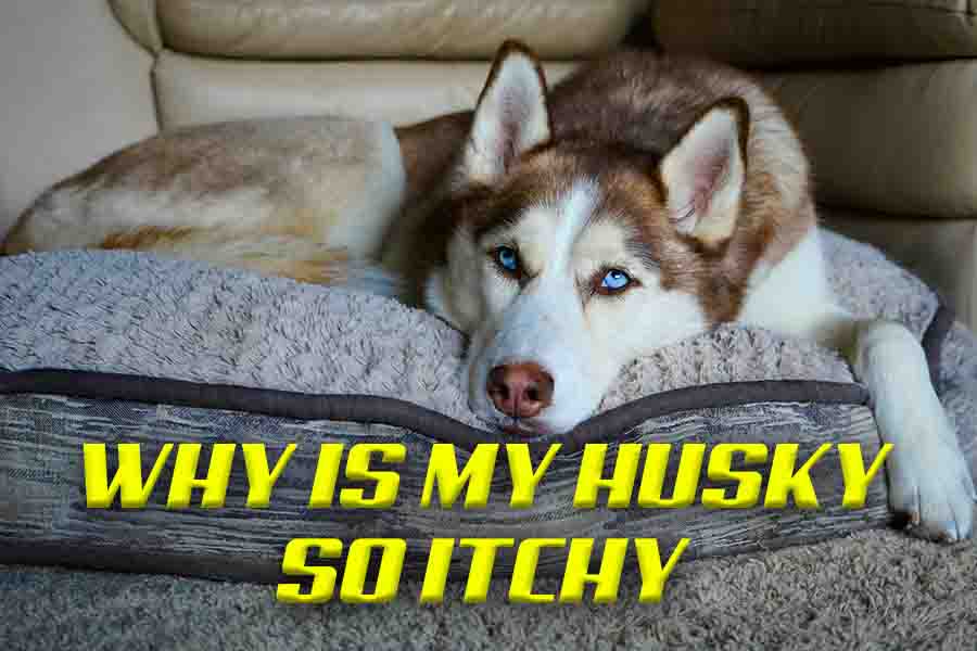 why is my husky so itchy