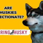 Are Huskies Affectionate