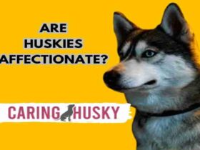 Are Huskies Affectionate