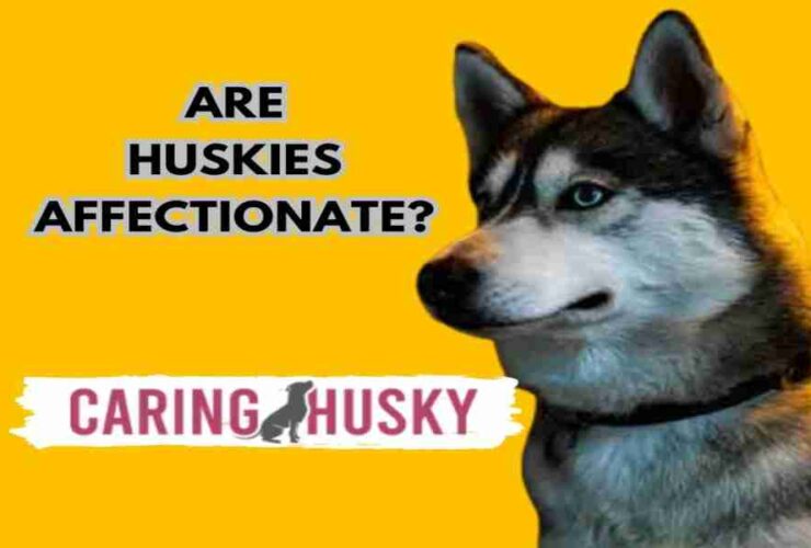 Are Huskies Affectionate