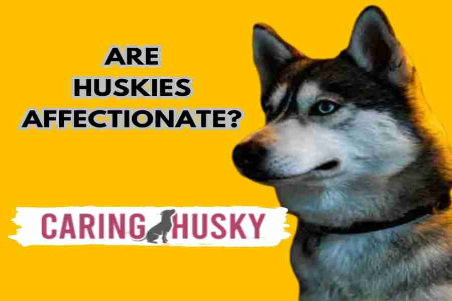 Are Huskies Affectionate