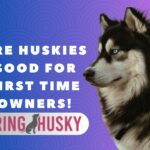 Are Huskies Good For First Time Owners