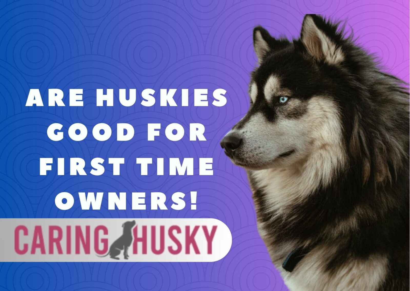 Are Huskies Good For First Time Owners