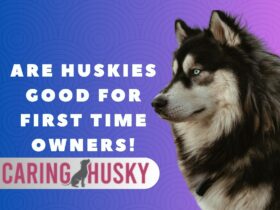 Are Huskies Good For First Time Owners