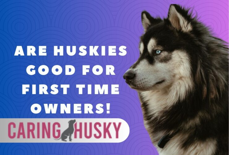 Are Huskies Good For First Time Owners