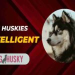 Are Huskies Intelligent