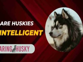 Are Huskies Intelligent