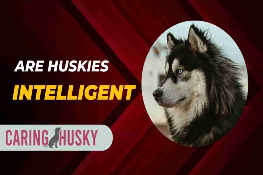 Are Huskies Intelligent