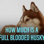 How Much Is A Full Blooded Husky