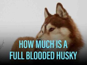 How Much Is A Full Blooded Husky