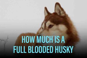 How Much Is A Full Blooded Husky