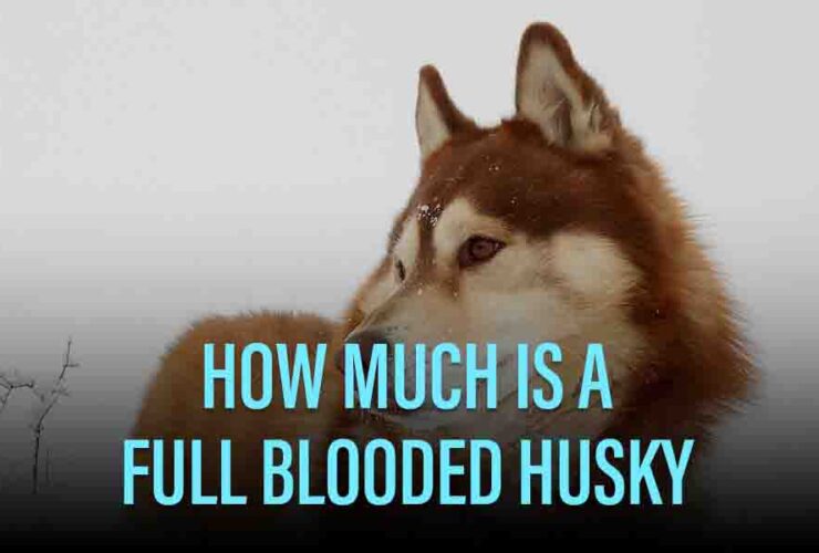 How Much Is A Full Blooded Husky