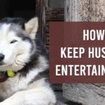 How To Keep Husky Entertained