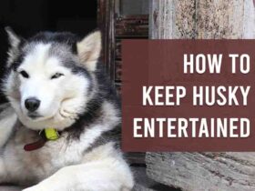 How To Keep Husky Entertained