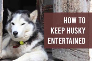 How To Keep Husky Entertained